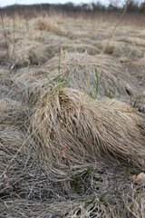 Prairie dropseed closeup with other clumps in the background at Linne Woods in Des Plaines, Illinois