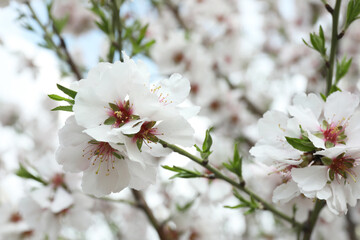 Obraz premium Beautiful blossoming cherry plum tree with white flowers outdoors, closeup
