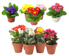 Beautiful potted flowers on white background, collage