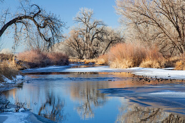 partially frozen Cache la Poudre River in Fort Collins, Colorado framed with cottonwood trees