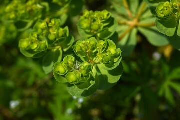 Euphorbia helioscopia (Sun spurge) flowers. It is a poisonous plant that blooms yellow flowers in...