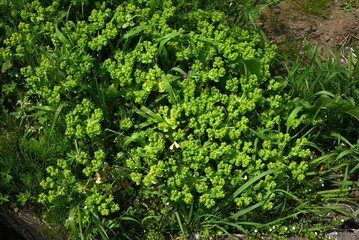 Euphorbia helioscopia (Sun spurge) flowers. It is a poisonous plant that blooms yellow flowers in...