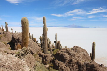 Incahuasi Island in the Uyuni Salt Flats