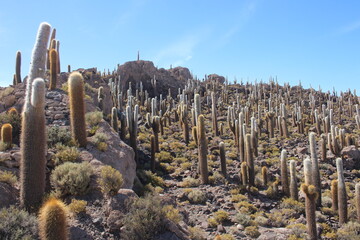 Incahuasi Island in the Uyuni Salt Flats