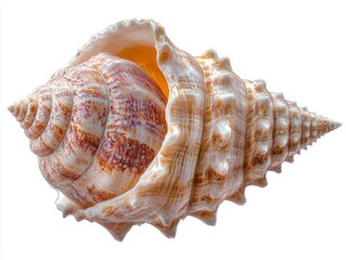 Obraz premium Realistic Painted Shell Jewelry Photography with Detailed Texture and Vibrant Colors for High-Quality Stock Imagery