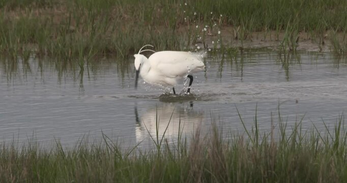 Little Egret wading bird fishing shallow water long beak slow motion