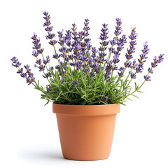 Fototapeta premium Lavender plant in terracotta pot isolated on white background