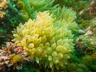 海の中に生息するサンゴイソギンチャク