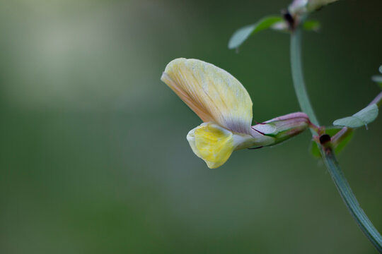 Large yellow vetch, bigflower vetch, or large-flowered vetch is a white wild flower. White flower isolated on nature background. Vicia grandiflora.