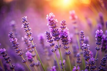 Naklejka premium Lavender Flowers, Beautiful Floral Background, Copy Space, Photography