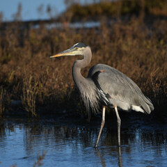 great blue heron