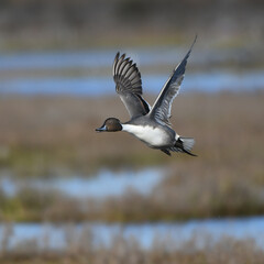 duck in flight