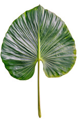 Fototapeta premium Large green leaf on a white background