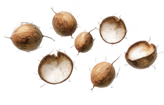 Set of flying coconuts isolated on a white background, png