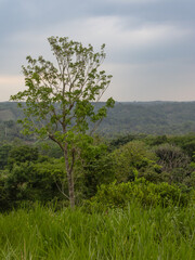 Lush greenery and solitary tree under an overcast sky in a serene landscape