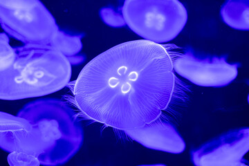 Glowing Moon Jellyfish Drift Gracefully in Deep Blue Waters Under Soft Aquarium Lighting