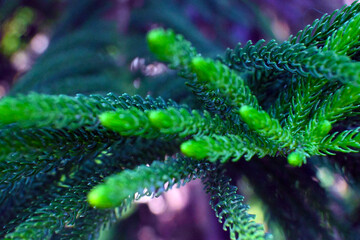 ARAUCARIA PINO CHILENO VERDE INTENSO