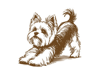  Yorkshire Terrier Dog Hand Drawn Illustration Sketch Vector Isolated by AZ for Graphic, Arts and Design