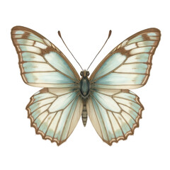 Intricate butterfly illustration nature detailed art aesthetic environment