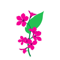 Vibrant Pink Flowers with Single Green Leaf Stem Illustration