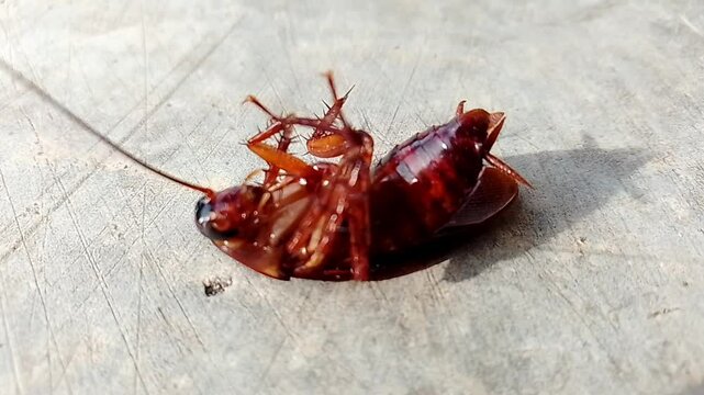 Cockroache dying lying on its back on the wooden floor, roach poison actively moving its paws. Agony. Want to get up, dying upside down. Cockroach killer. Macro, close up, top view