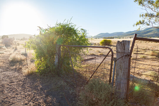 Box thorn weed growing beside farm paddock gate