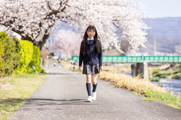桜並木を歩く学生