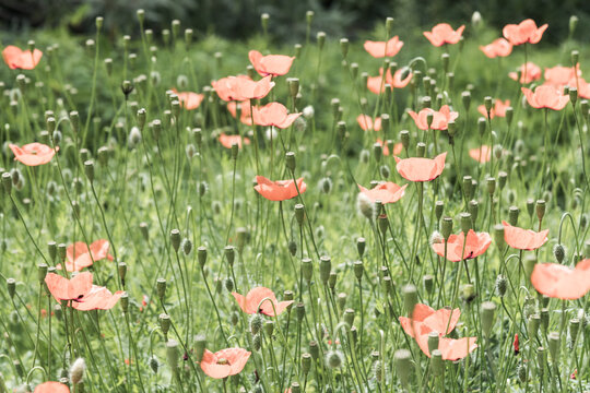 close up field of poppies