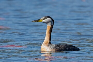  Red-necked grebe swims in open water.