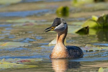   Grebe swimming through the lilypads.