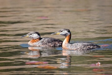  Red-necked grebe couple in the water.