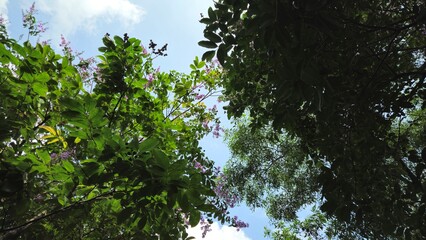A view looking up at blooming purple crape myrtle trees surrounded by lush green leaves under a clear blue sky.
