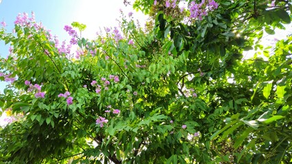 A wide view of blooming purple crape myrtle flowers on a lush green tree, captured under natural...