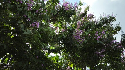 A view looking up at blooming purple crape myrtle trees surrounded by lush green leaves under a clear blue sky.