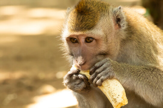 portrait of a monkey