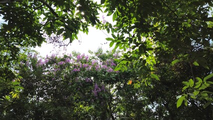 Looking up at a bright blue sky framed by blooming purple crape myrtle trees, also known as Lagerstroemia flowers.