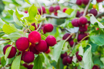 Ripe and beautiful apples on the apple tree in middle of september. Selective focus.