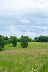 Obraz premium Green summer field. Summer landscape.