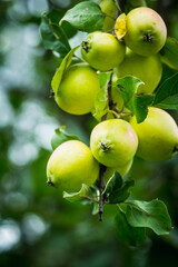 Ripe and beautiful apples on the apple tree in middle of september. Selective focus.