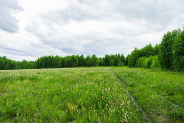 Obraz premium Green summer field. Summer landscape.