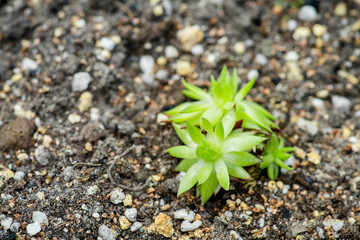 Green succulent plant on the ground in natural light. Succulent plants. Close-up with soft blurred background.