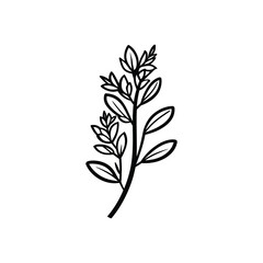 Obraz premium Simple Herb Twig with Leaves Line Art on Transparent Background Design