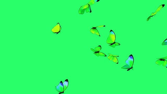 Animation green butterfly on green screen. 
