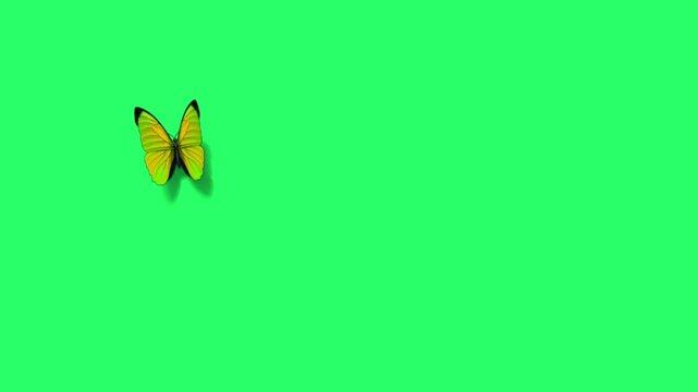 Animation yellow butterfly on green screen. 