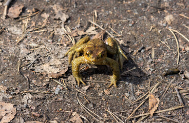 frog on the ground
