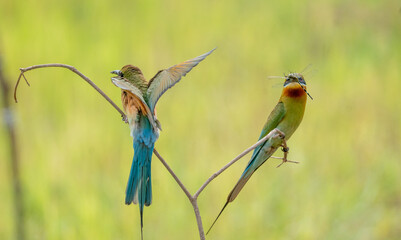 Wild bee-eater hunts flying insect, Bee-eater with insect prey