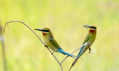 Wild bee-eater hunts flying insect, Bee-eater with insect prey