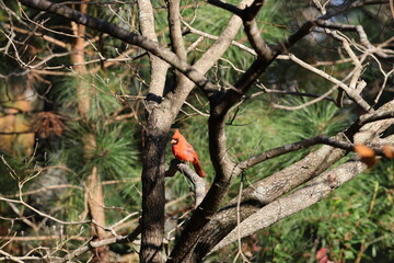 Cardinal on tree with pines in background