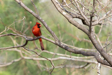 Cardinal on branch