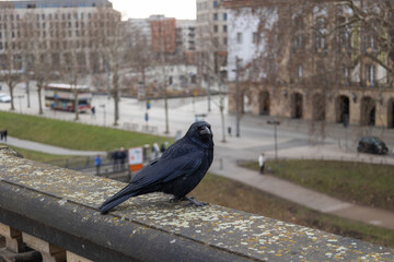 Curious Crow Perched on Weathered Railing Overlooking a City Street